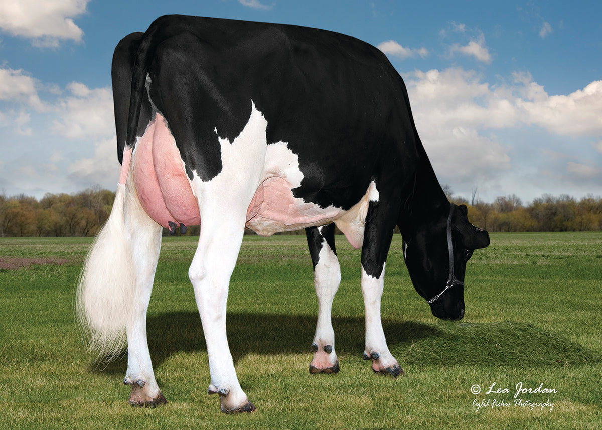 BANJOP Holstein Bull ENGLANDAMMON BANJOPET FR9589 Holstein