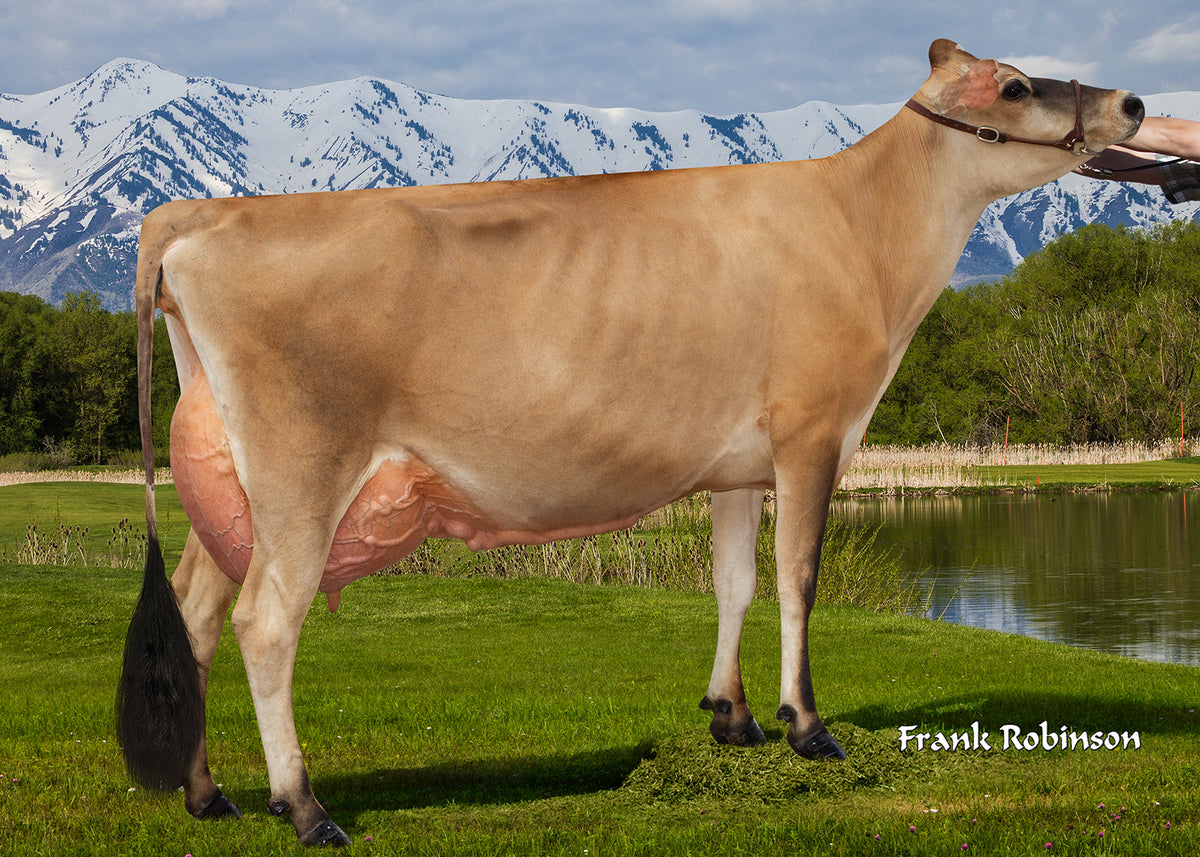 Chrome jersey bull 2025