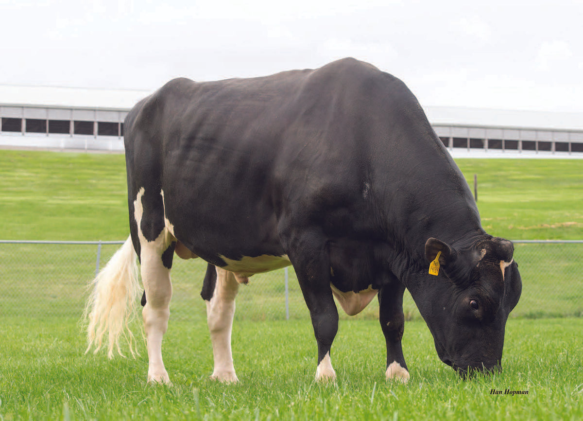 Renegade Dairy Bull SSI PR Renegade ET FR6406 Holstein Dairy Bull