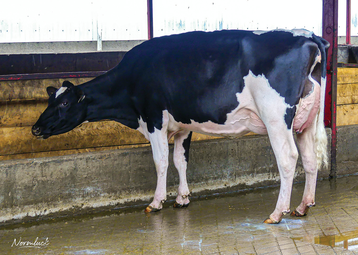 Bull Parfect Holstein Bull Parfect