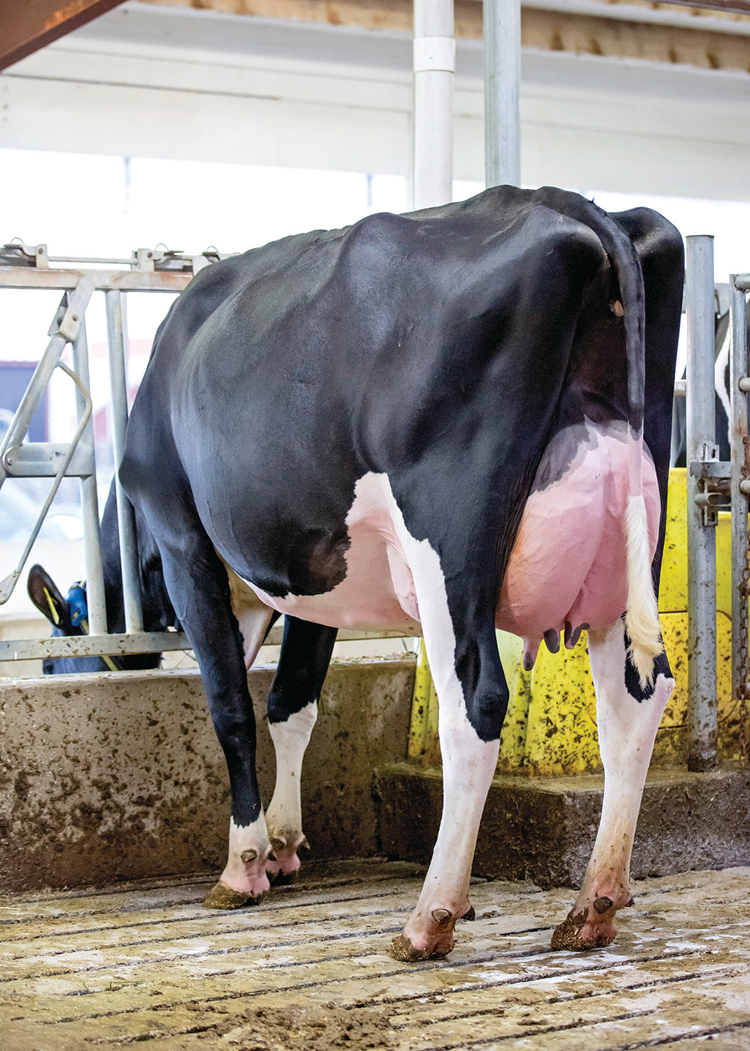 Bull Parfect Holstein Bull Parfect