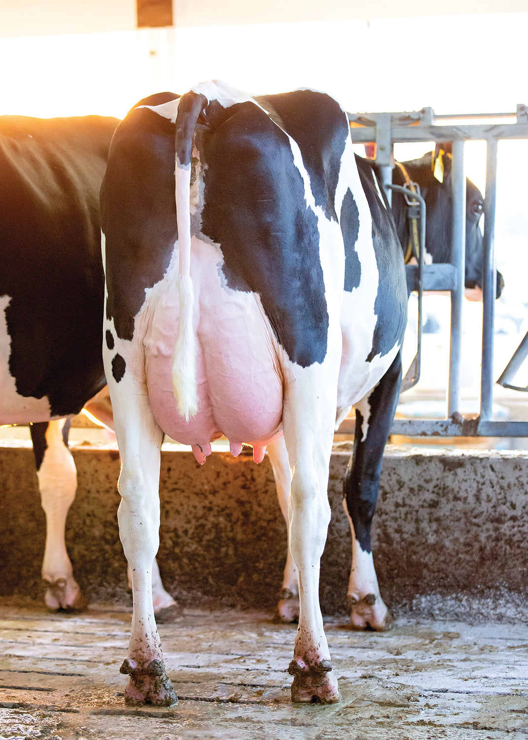 Bull Parfect Holstein Bull Parfect