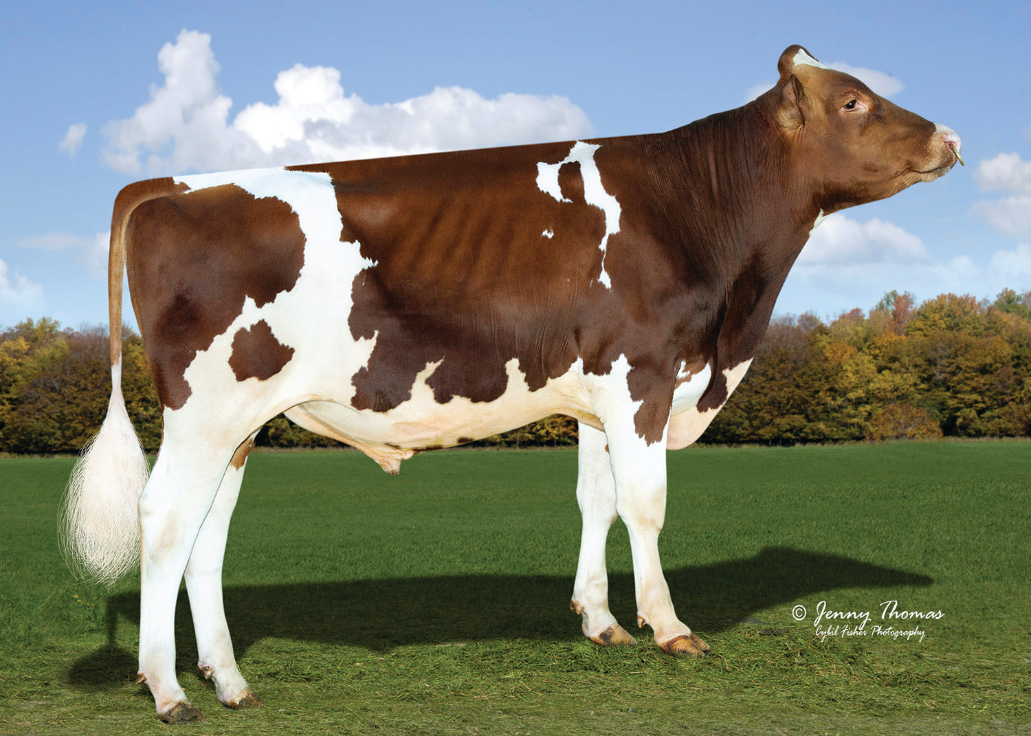 REBEL-RED – WWS Ireland