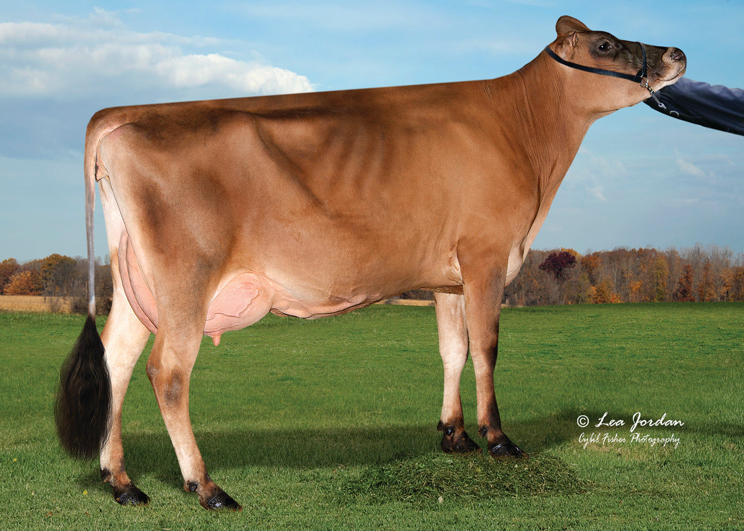 Disco Dairy Bull Oaklane Dazzler Disco ET JE5268 Jersey Dairy Bull disco-dairy-bull-oaklane-dazzler-disco-et-je5268-jersey-dairy-bull