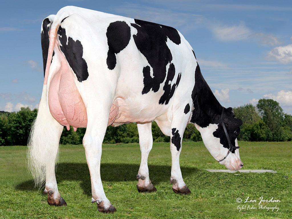 Motion Dairy Bull | Peak Motion ETFR5076 | Holstein Dairy Bull | Dairy ...