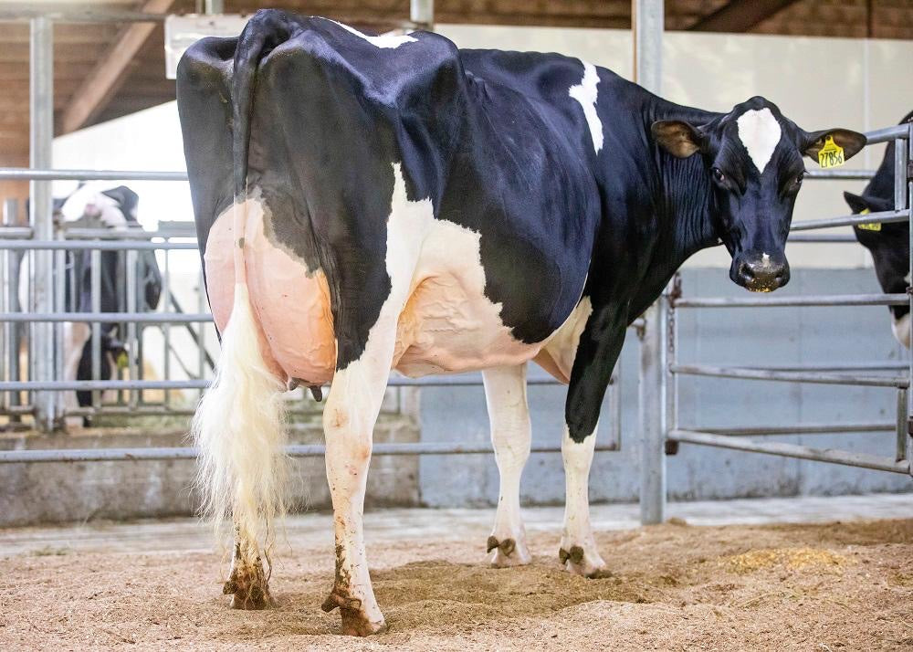 Bull Parfect Holstein Bull Parfect