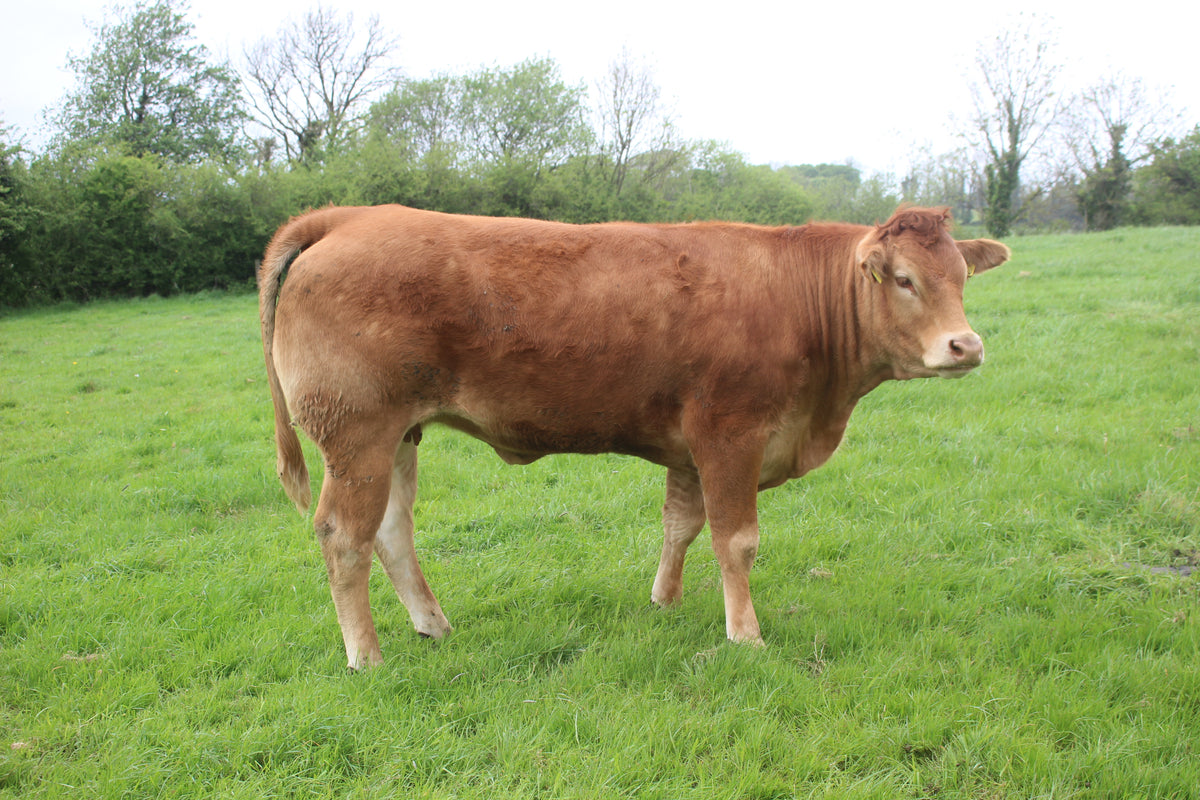 Inventor Beef Bull | Norman Inventor | LM4151 | Limousin Beef Bull ...